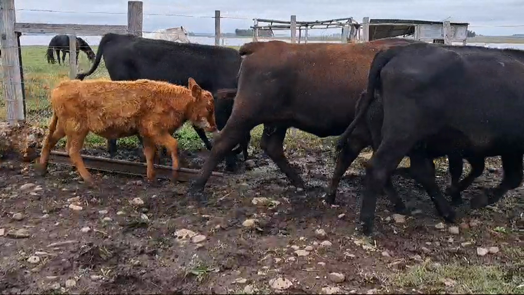 Lote (Vendido)6 Piezas de cría AA x BS a remate en 2º Remate Virtual Baltasar Brum 320kg -  en ITACUMBU, A 18KM DE RUTA 3, 28 KM DE BRUM