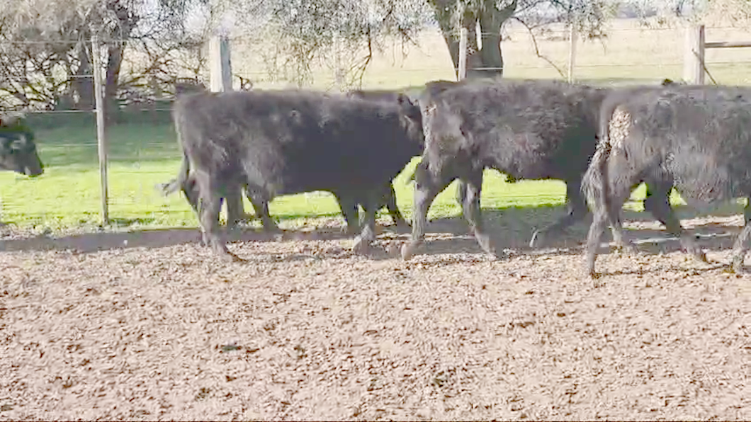 Lote 72 Terneros en Verónica, Buenos Aires