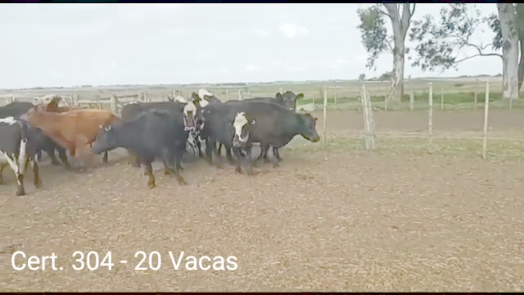 Lote (Vendido)20 Vacas de Invernada a remate en PANTALLA COCO MORALES 400kg -  en PARAJE COSTA DE VACAS A 28 KM DE OMBUES DE LAVALLE