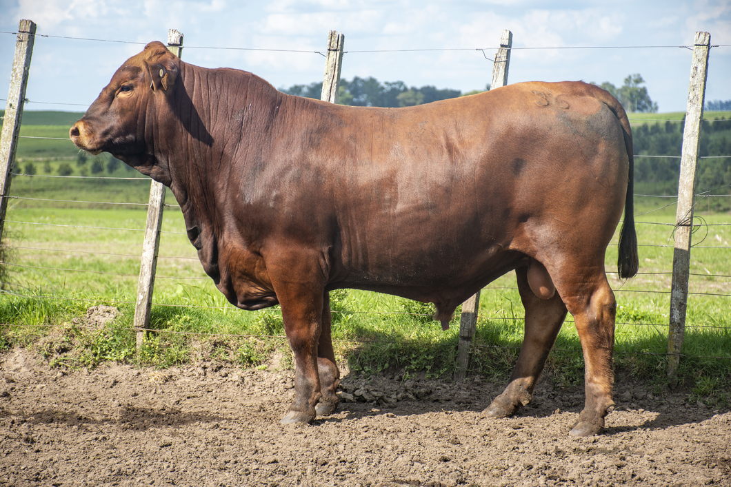 Lote Toros a remate en Nacional Brangus, Tacuarembó