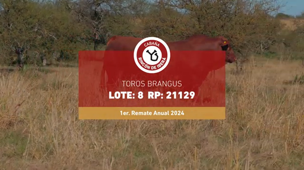 Lote RINCON IBERA 21129 DRAGO