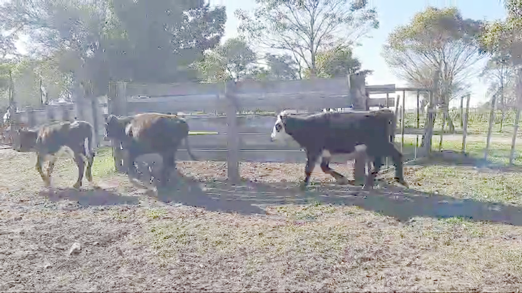 Lote 7 Terneras Angus y Cruza a remate en 11º Subasta - CAB  190kg -  en Paraje Colonia Estrella Carmelo