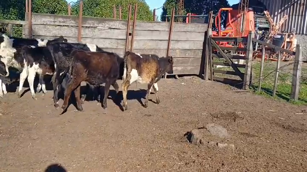 Lote (Vendido)23 Terneros Holando 2 KIWI/ HOLANDO - 21  HOLANDO a remate en #47 Pantalla Carmelo 140kg -  en COLONIA ALONSO MONTAÑO