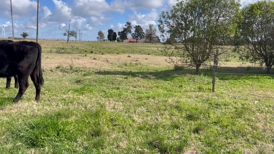 Lote VAQUILLONAS 1 a 2 AÑOS