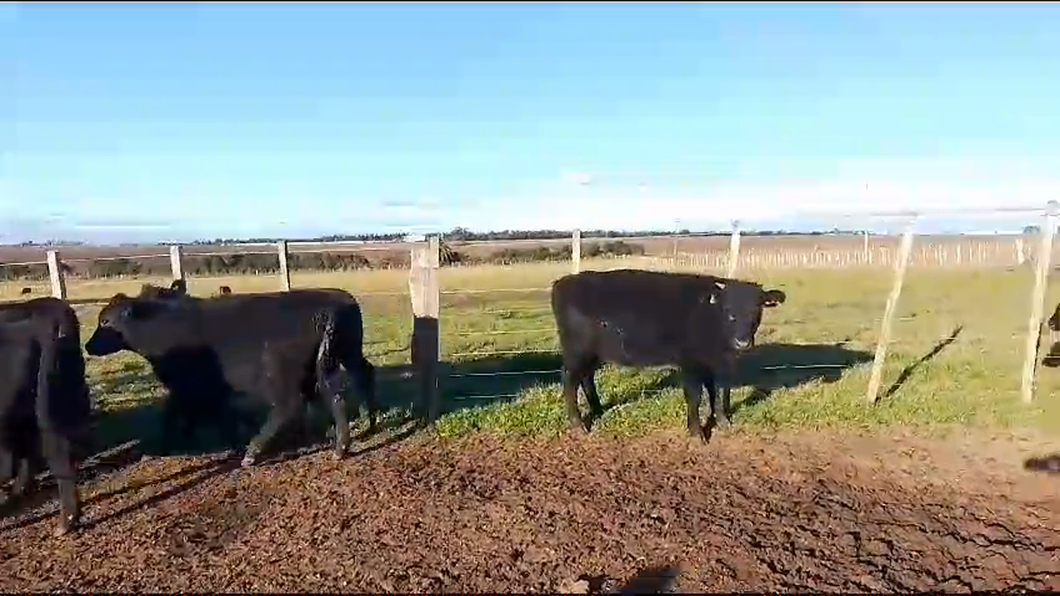 Lote 9 Terneras AA a remate en Pantalla Camy  en Arroyo Llano