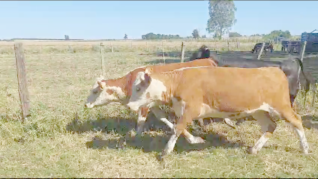 Lote 18 Vaquillonas  Raza de Carne a remate en Ultima Pantalla del Año - Escritorio Camy en Ruta 1 Km 61