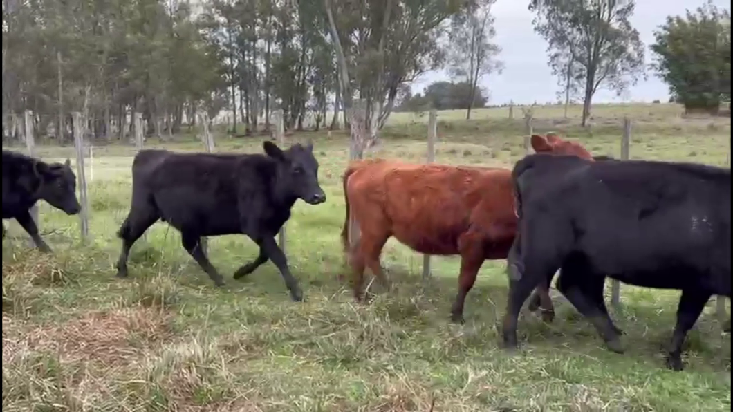 Lote 14 Vaquillonas preñadas en Salto