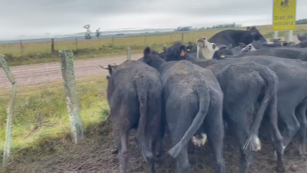 Lote 25 Vacas de Invernada A-ANGUS a remate en Pantalla - Luis Zaldua 370kg -  en SOPAS