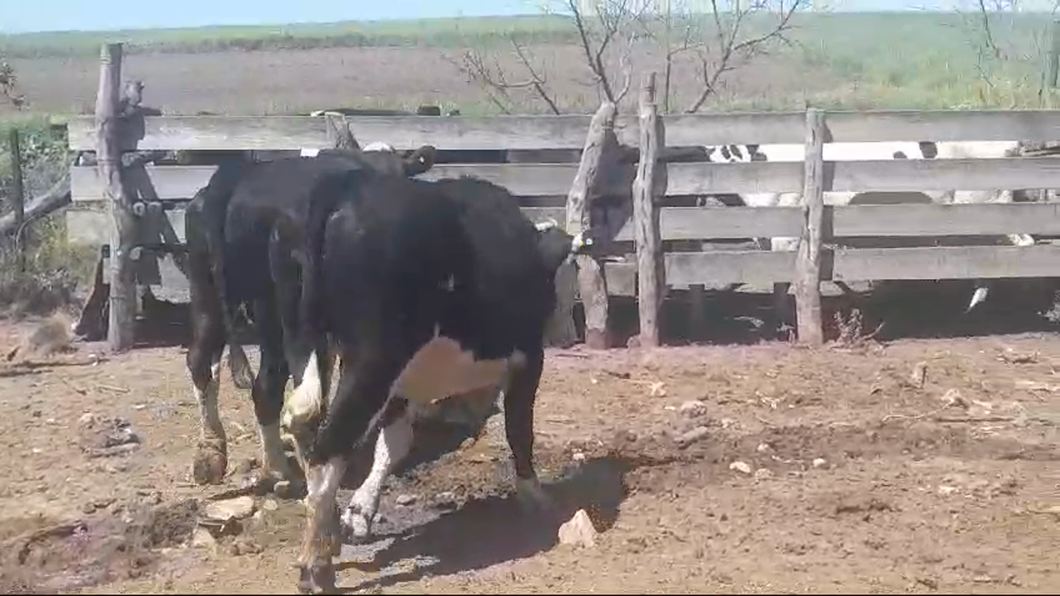 Lote (Vendido)2 Novillos a remate en #50 Pantalla Carmelo 470kg -  en VIBORAS Y VACAS