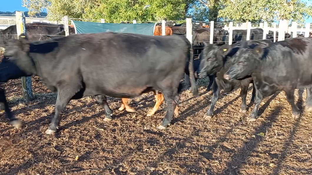 Lote 6 Vacas nuevas C/ cria EN DAIREAUX