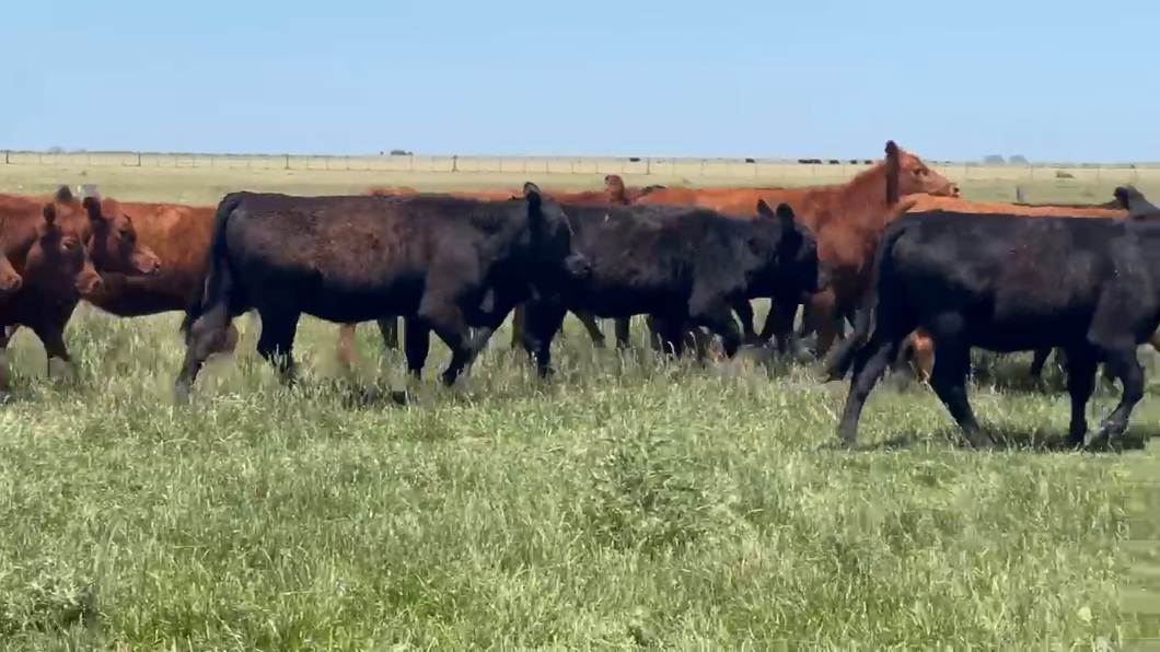 Lote 85 Terneras
