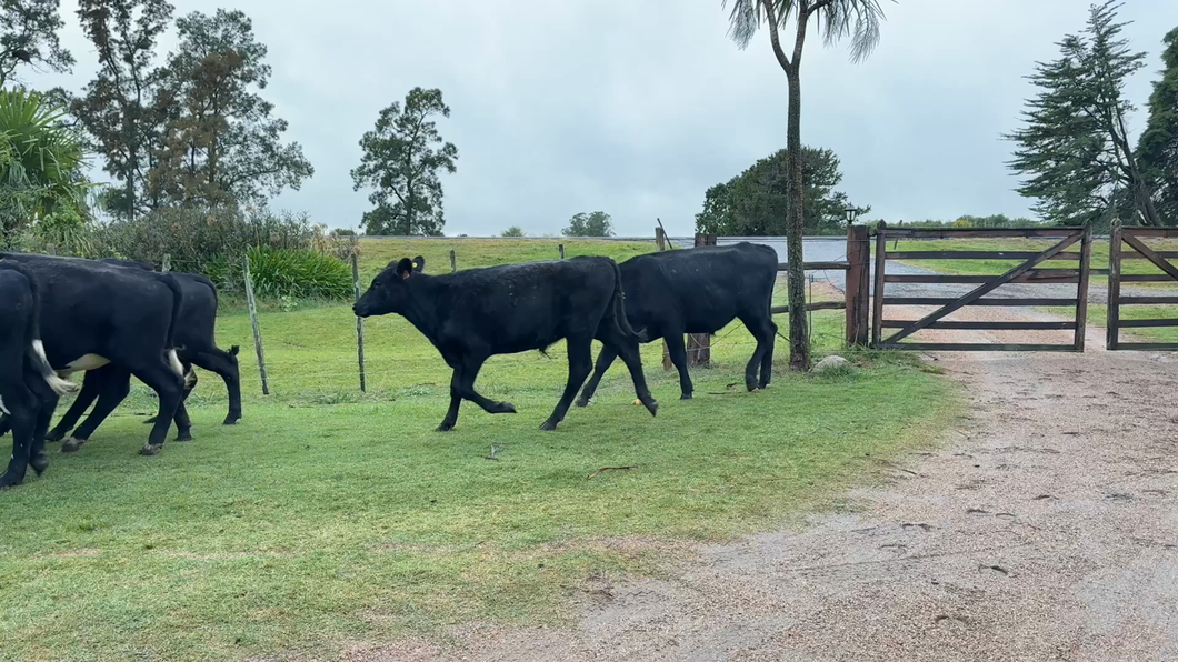 Lote NOVILLOS 1 a 2 AÑOS