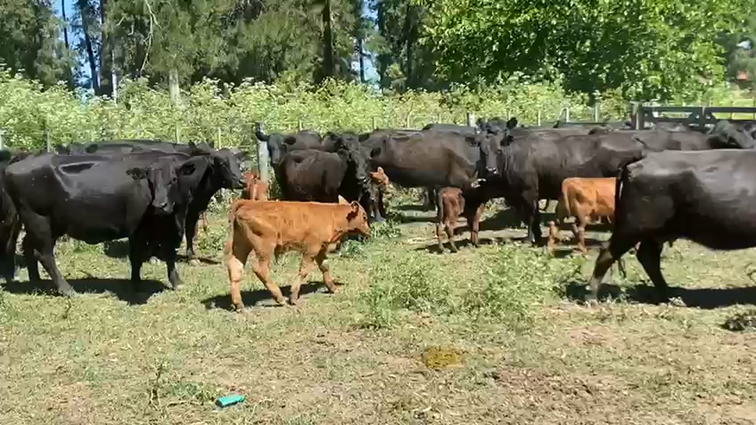 Lote 18 Vacas Nuevas y Medio Uso C/ cria en Brandsen, Buenos Aires