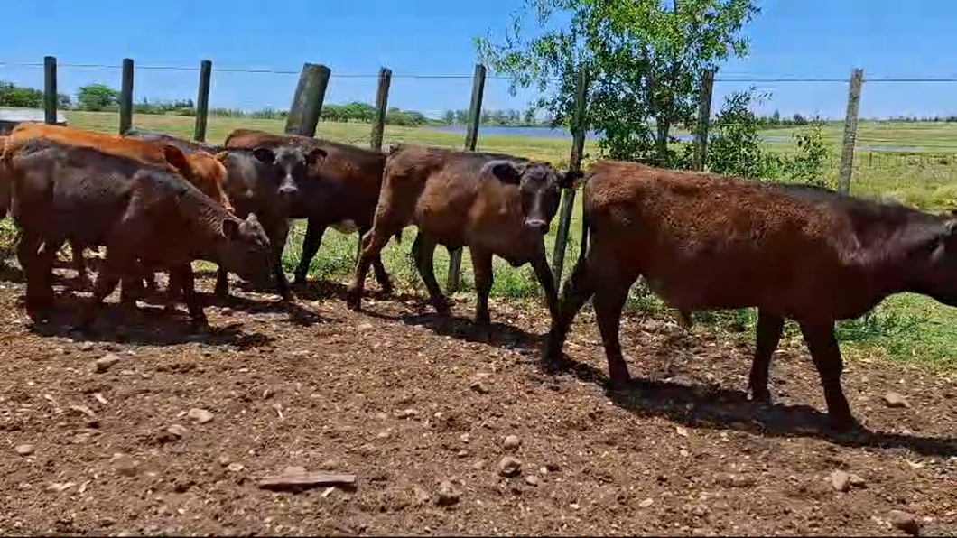 Lote 12 Terneros 7 AA,  5 RA a remate en 26° Remate Anual 140kg -  en COL.VIÑAR