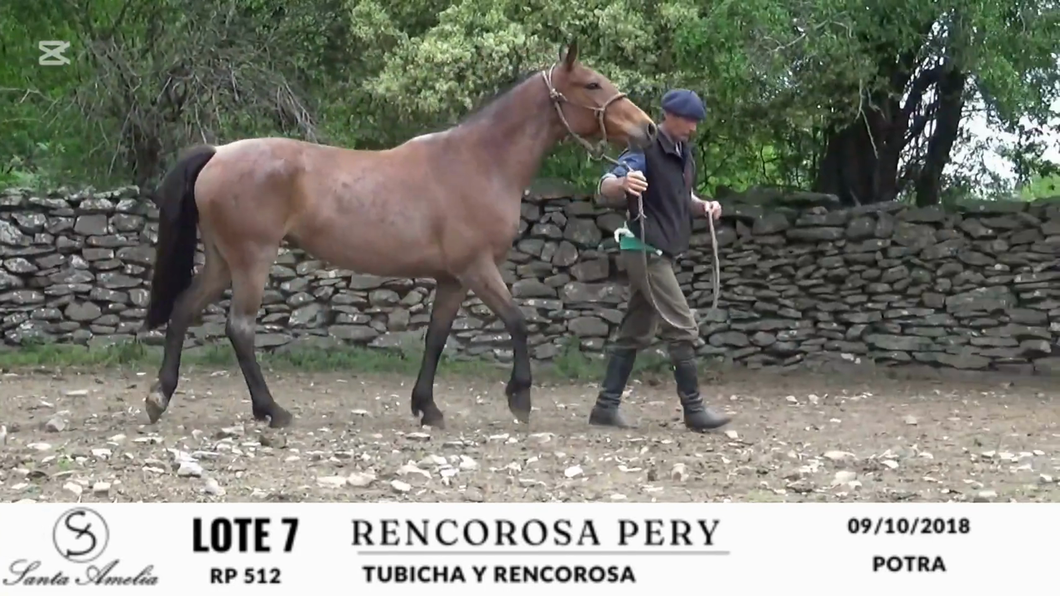 Lote RENCOROSA PERY