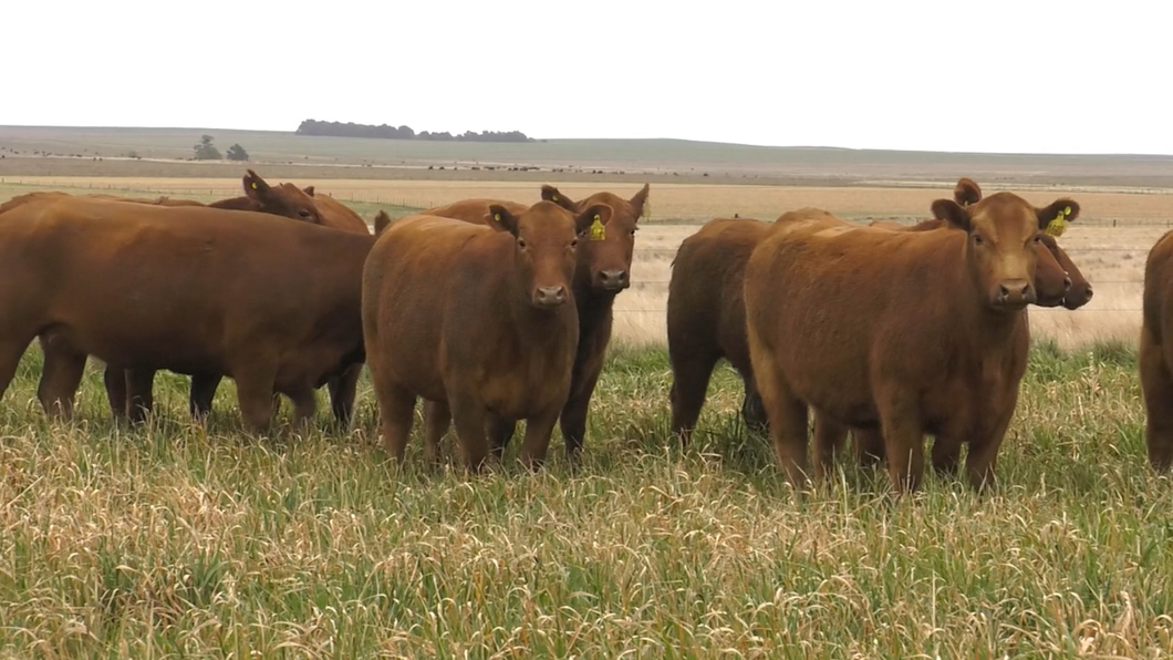 Lote VAQ.  ANGUS COLORADAS  P. CONTROLADAS C/GTÍA DE PREÑEZ