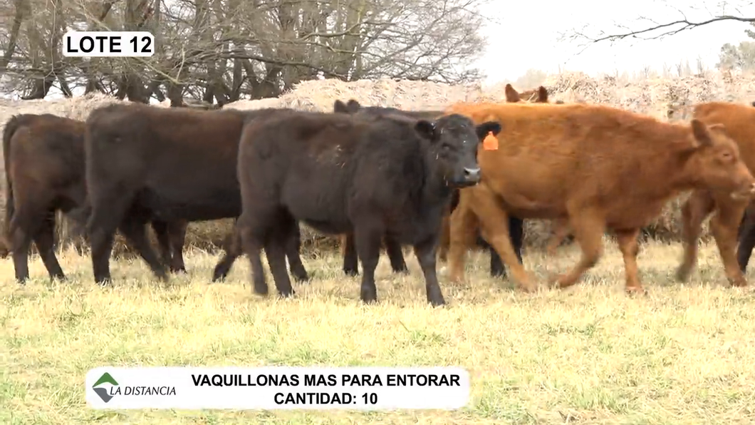 Lote Vaquillonas Mas p/Entorar Negras