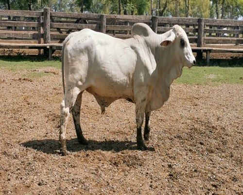 Lote Toro Brahman