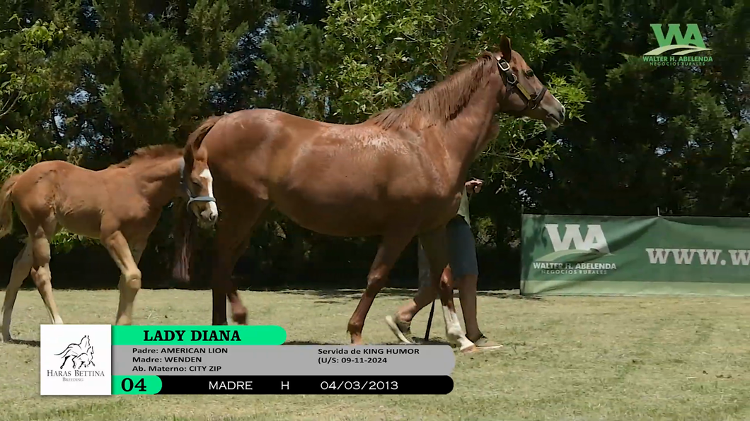 Lote LADY DIANA