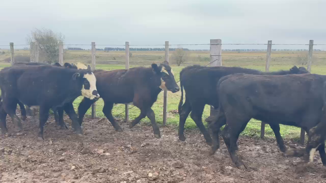 Lote 142 Novillos 1 a 2 años en Tres Cerros, Artigas