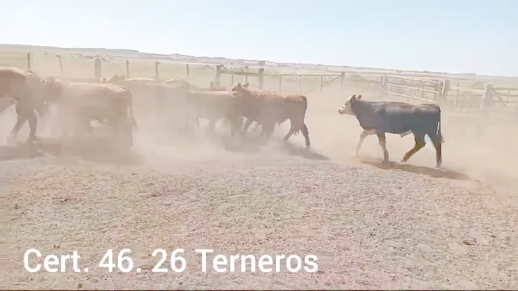 Lote TERNEROS