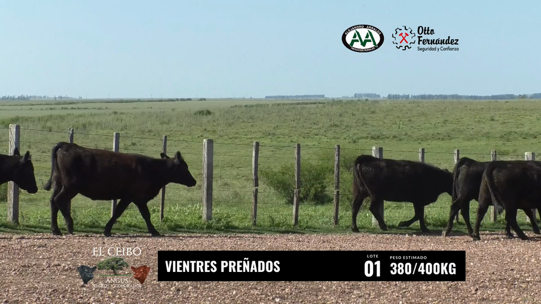 Lote Vientres Preñados