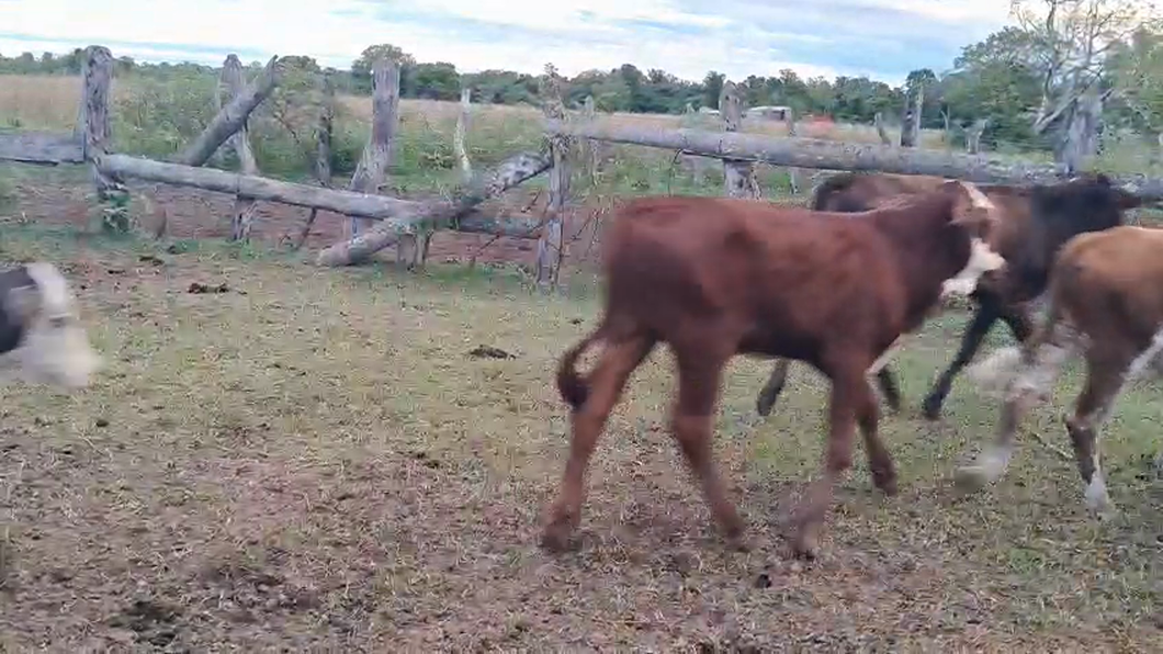 Lote 50 Terneros/as en Corrientes, Empedrado