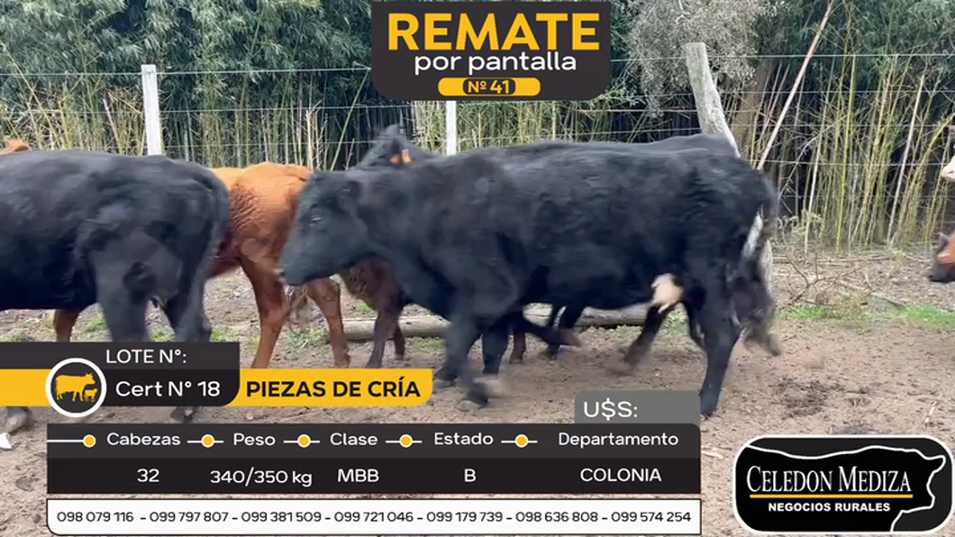 Lote 32 Piezas de cría en Carmelo, Colonia