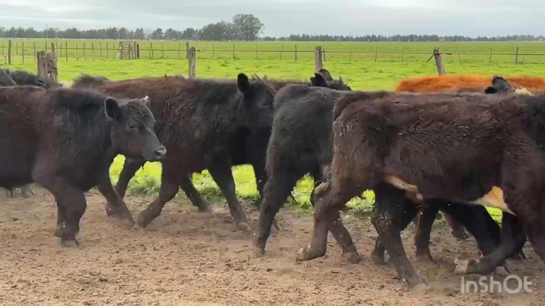 Lote 23 Terneros en Cañuelas, Buenos Aires