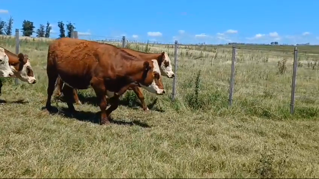 Lote 5 Vacas preñadas HEREFORD - HEREFORD/ ANGUS a remate en #42 Pantalla Carmelo  en EL CAUTIVO