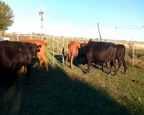 Lote 12 Vacas nuevas Preñadas en Gral. Paz, Buenos Aires
