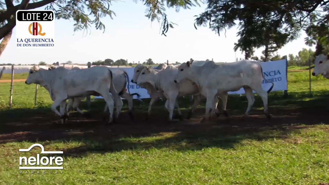 Lote LOTE 24