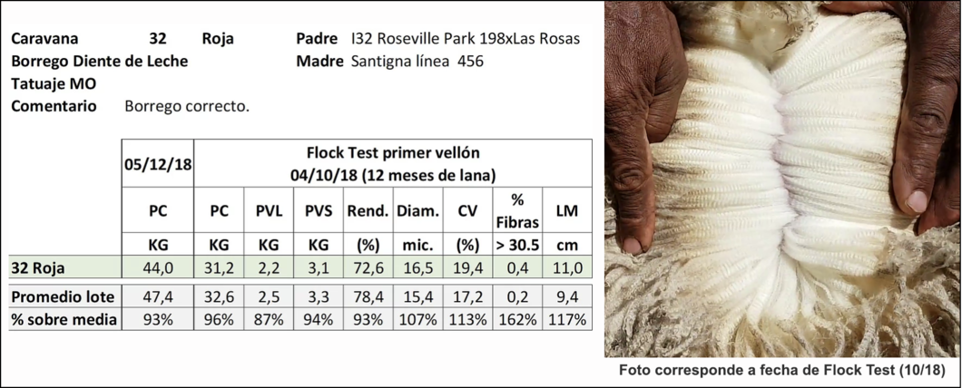 Lote Caravana 32