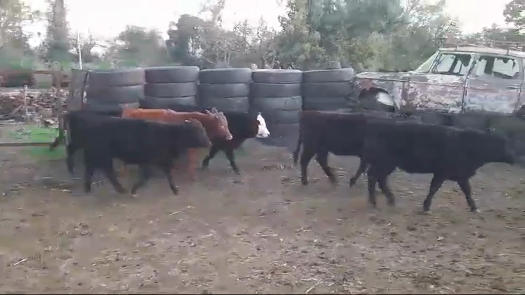 Lote (Vendido)8 Terneras ANGUS a remate en #46 Pantalla Carmelo 190kg -  en CARMELO