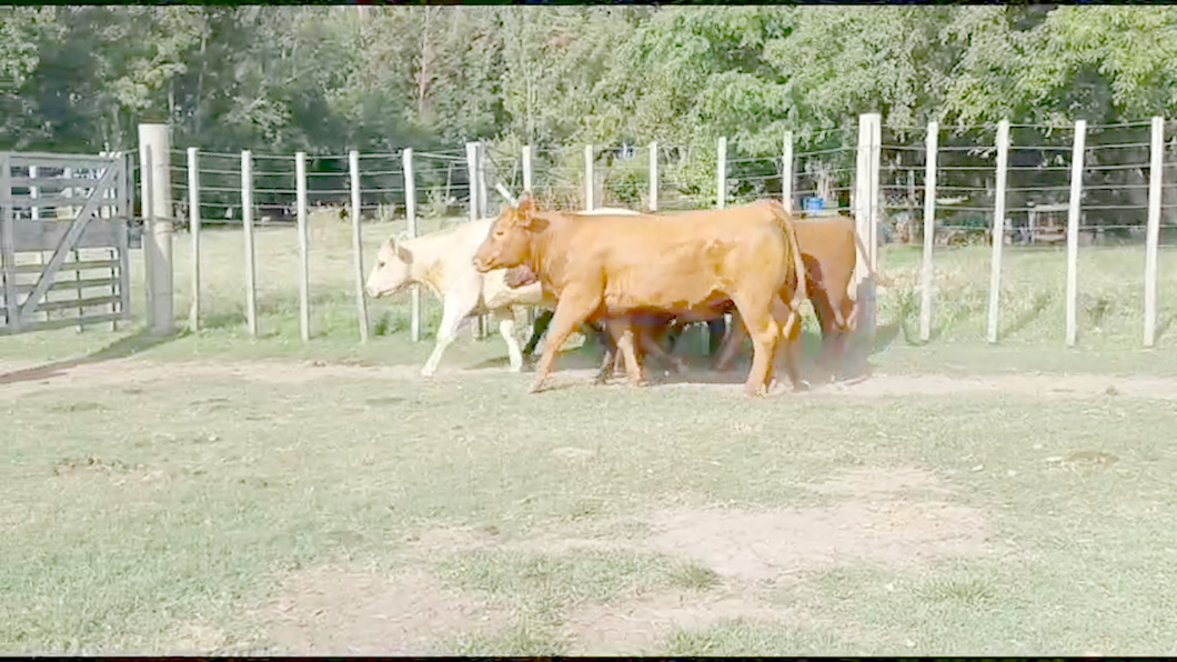 Lote NOVILLOS Y VAQUILLONAS GORDAS