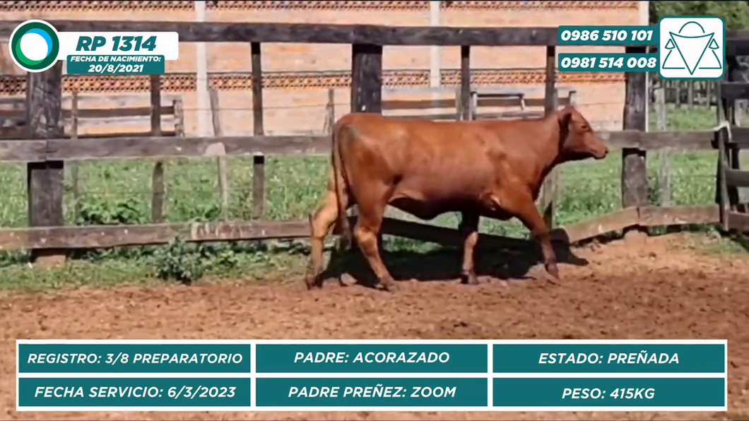 Lote VAQUILLAS