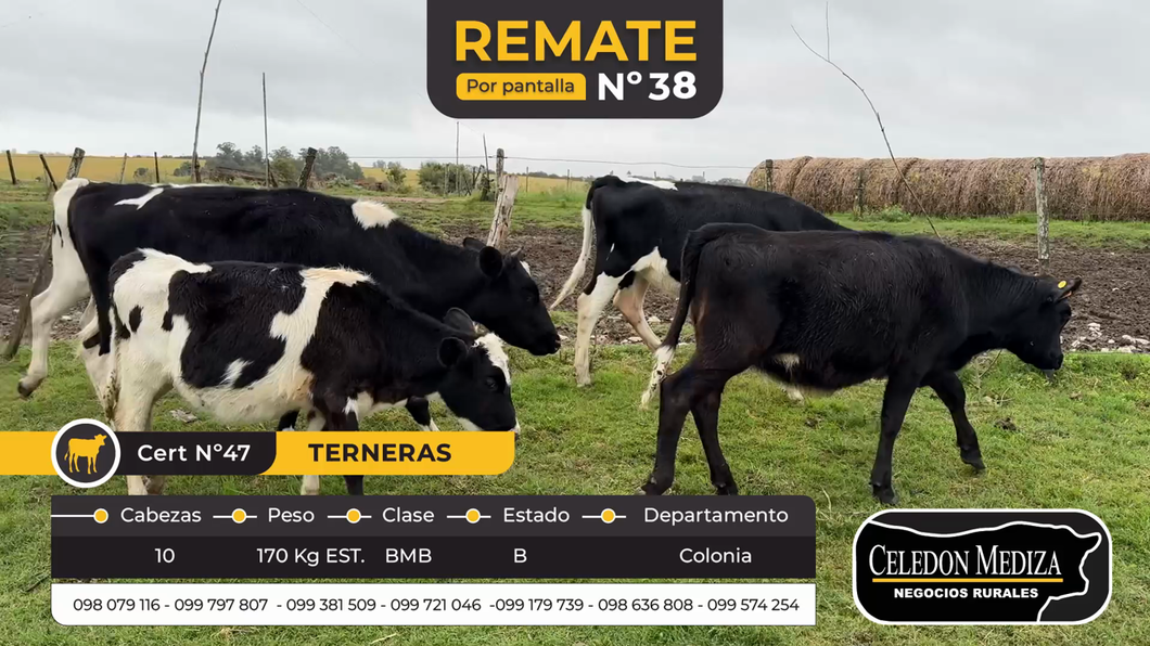 Lote 10 Terneras en Tarariras, Colonia