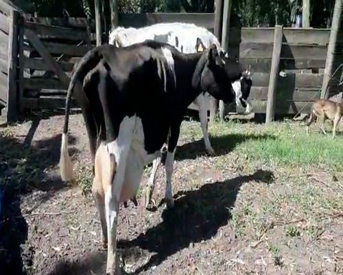 Lote 2 Vacas de Invernada HOLANDO a remate en Pantalla Camy - Febrero 2022 450kg - , San José