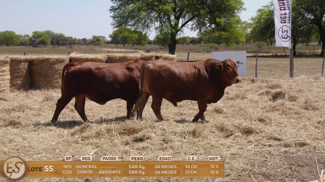 Lote Toro