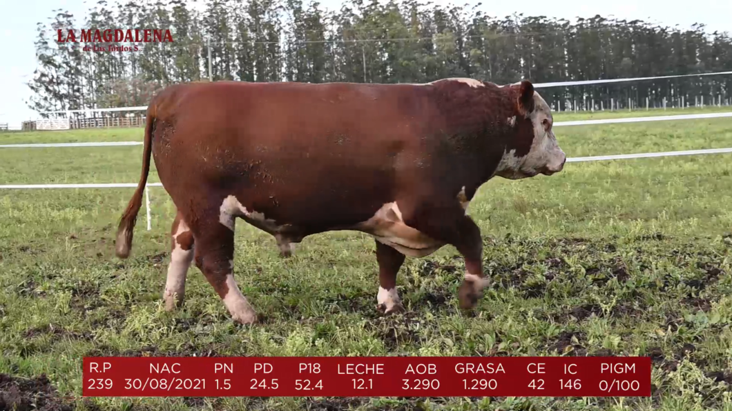 Lote Brete 6 - Polled Hereford