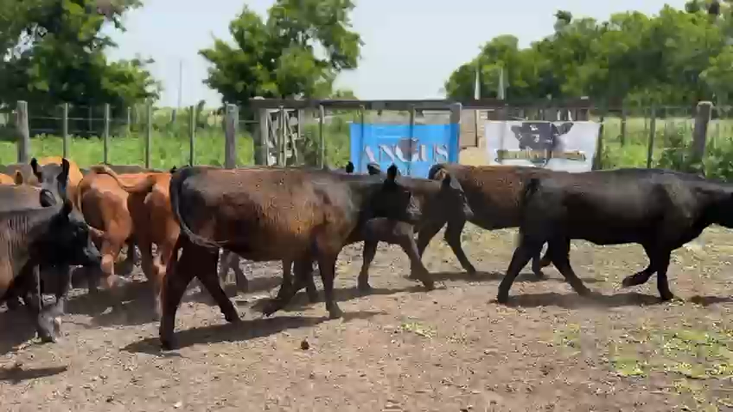Lote 79 Terneras