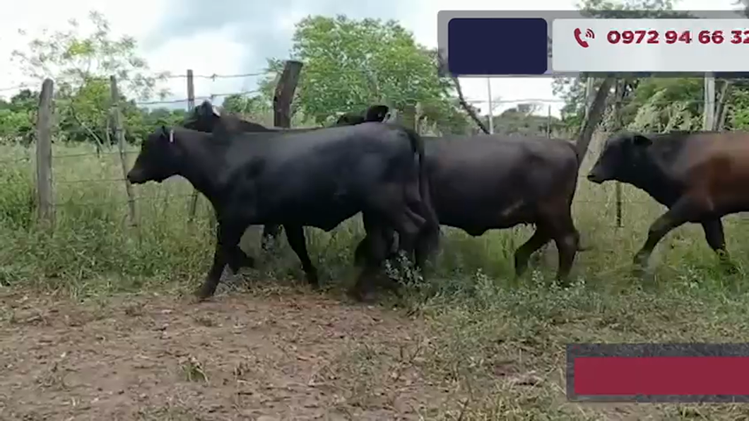 Lote Vaquillas Cbo 2