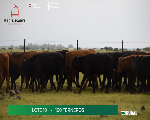 Lote (Vendido)100 Terneros a remate en María Isabel, Artigas