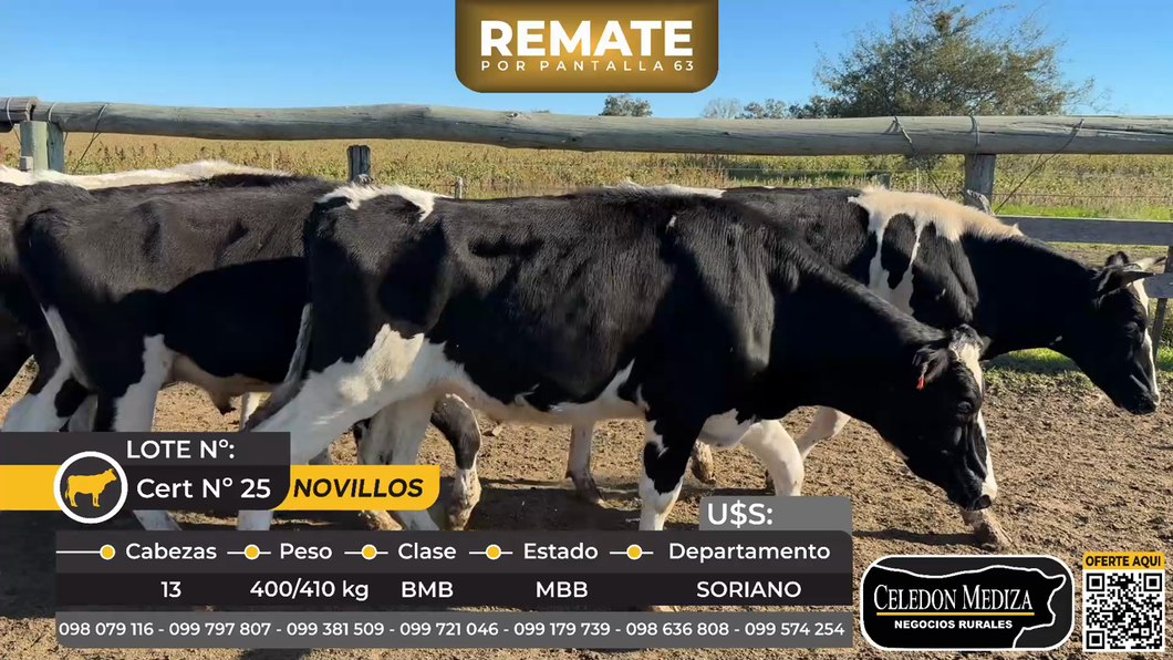 Lote 13 Novillos en ruta 57, km 7, Cardona. Soriano