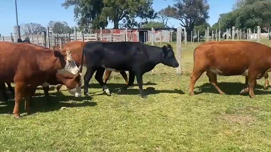 Lote 16 Vientres Preñados CARETAS a remate en 9° Entre Martillos en RUTA 3 KM 132