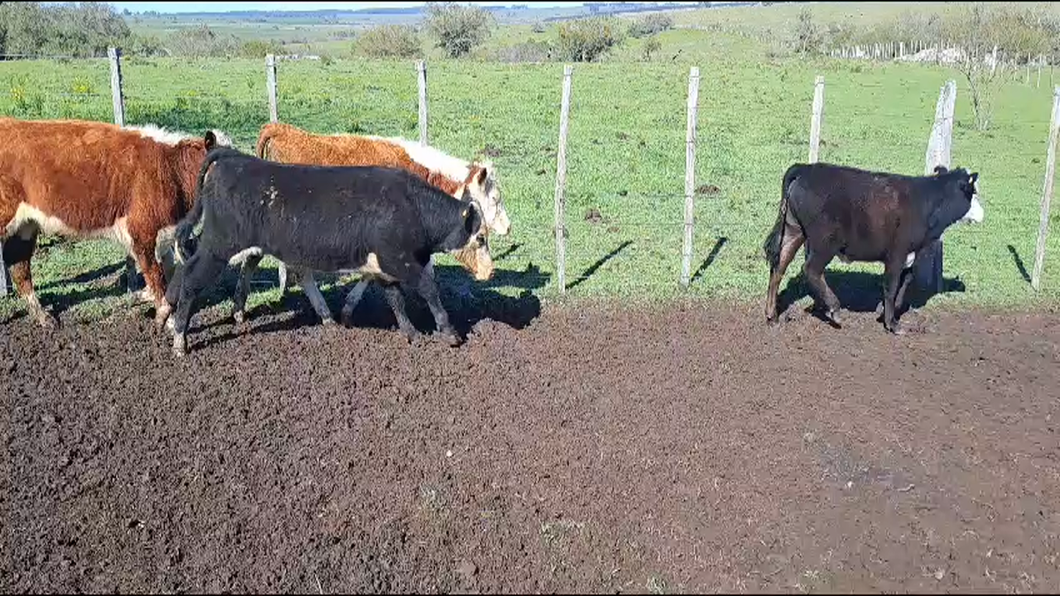 Lote 27 Terneros y Terneras HEREFORD Y CRUZA a remate en 9° Entre Martillos 200kg -  en RUTA 12 KM 125