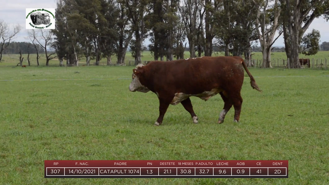 Lote Toros a remate en 6to Remate Anual Cabaña "El Trébol" de Martín Salto Stefani, Paysandú