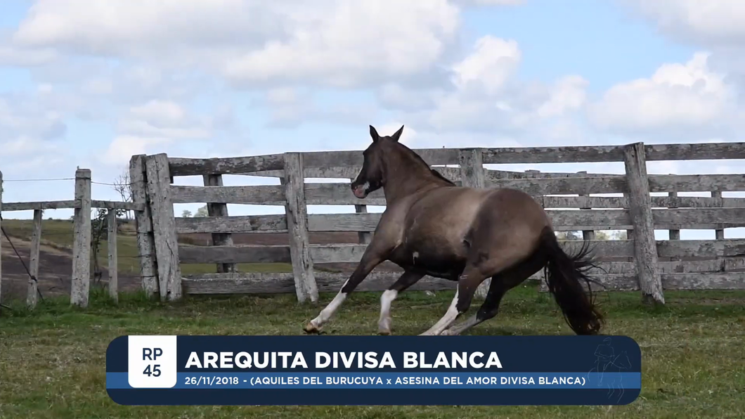 Lote AREQUITA DIVISA BLANCA