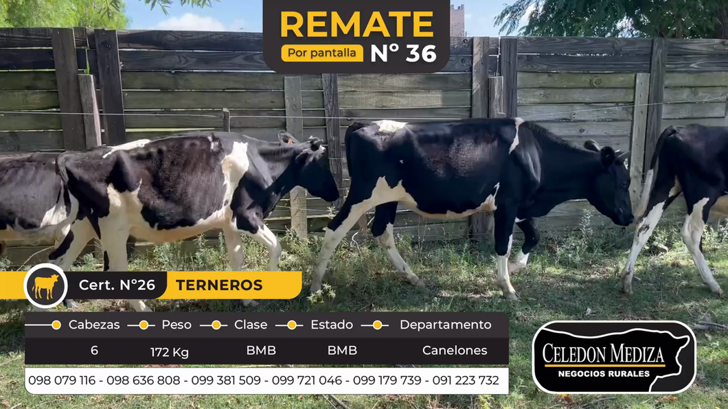 Lote 6 Terneros en Canelones