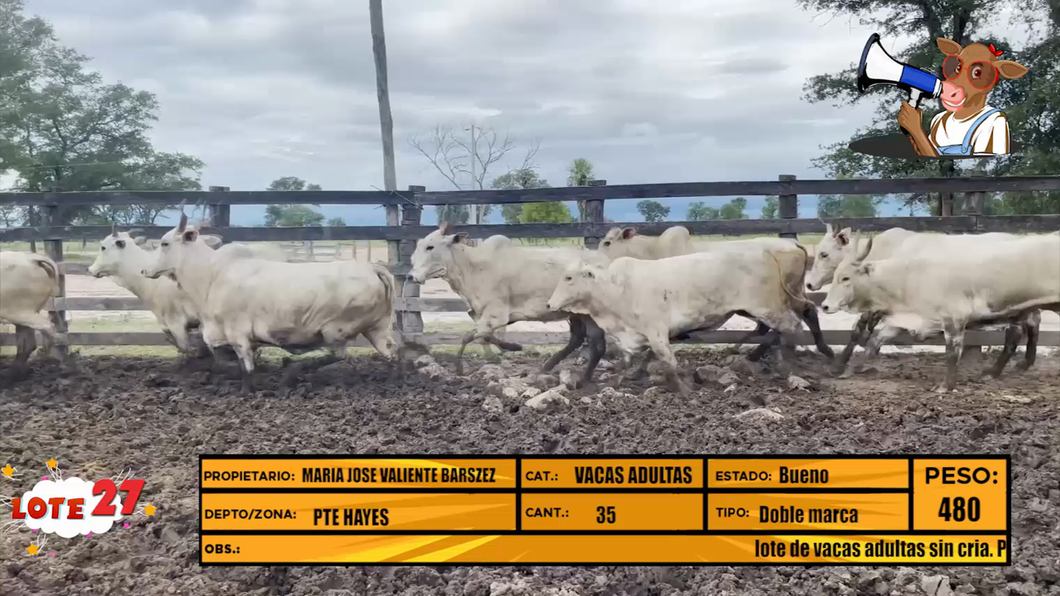 Lote LOTE 27